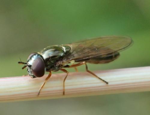Melanostoma mellinum
